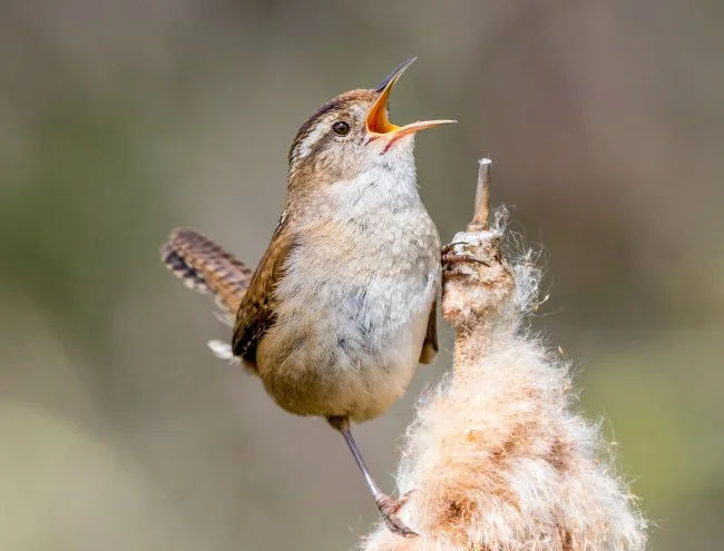 marsh wren singing
