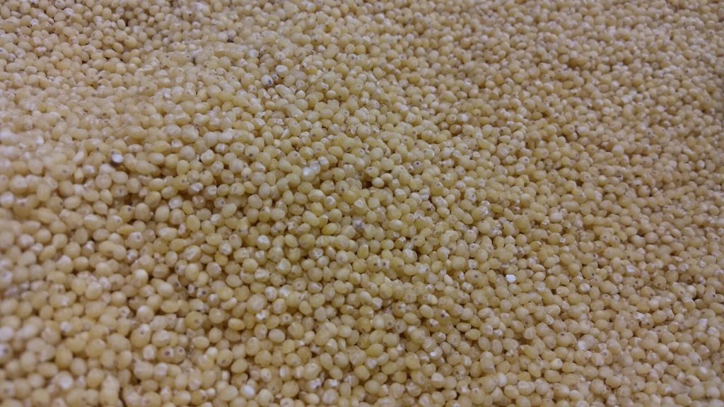 millet grain