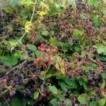 abundant blackberries growing wild
