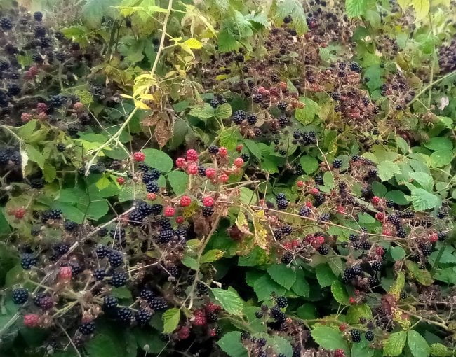 abundant blackberries growing wild