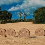 hay bales in sunlit field