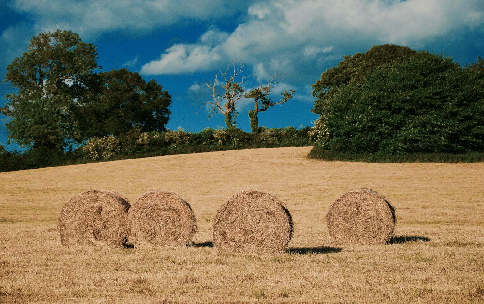 hay bales in sunlit field