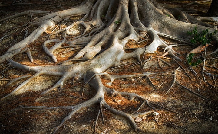 tree roots