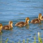 line of ducklings