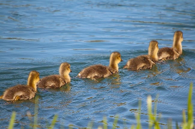 line of ducklings