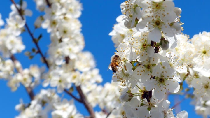spring blossom with bee