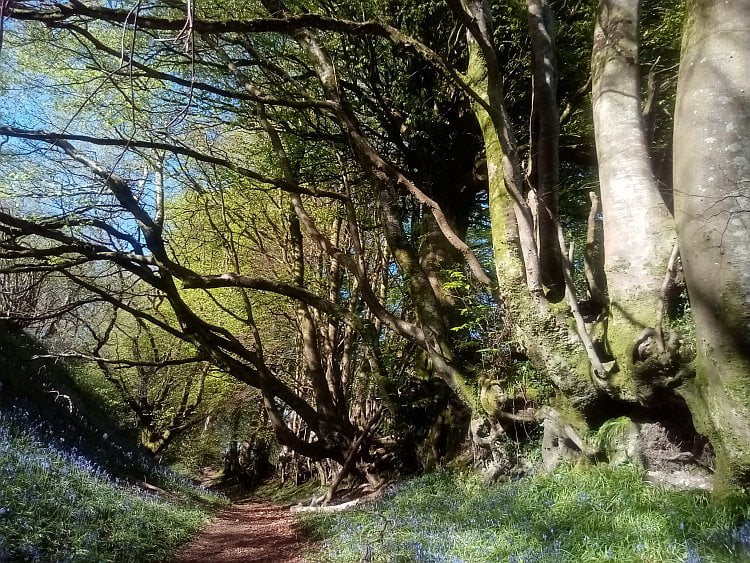 ancient beech trees