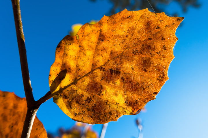 autumn leaf