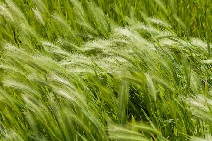 windswept grass