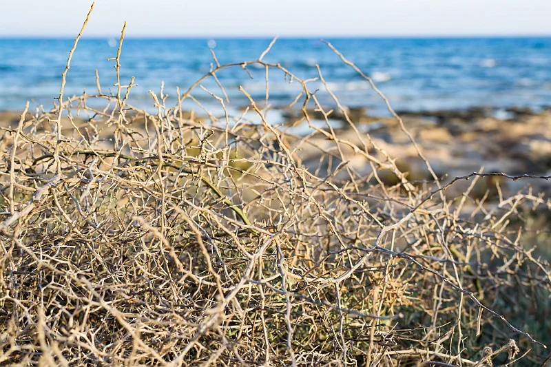 a thornbush blocks the view out to sea