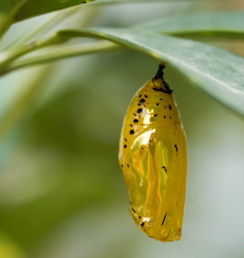 butterfly chrysalis hanging from a twig