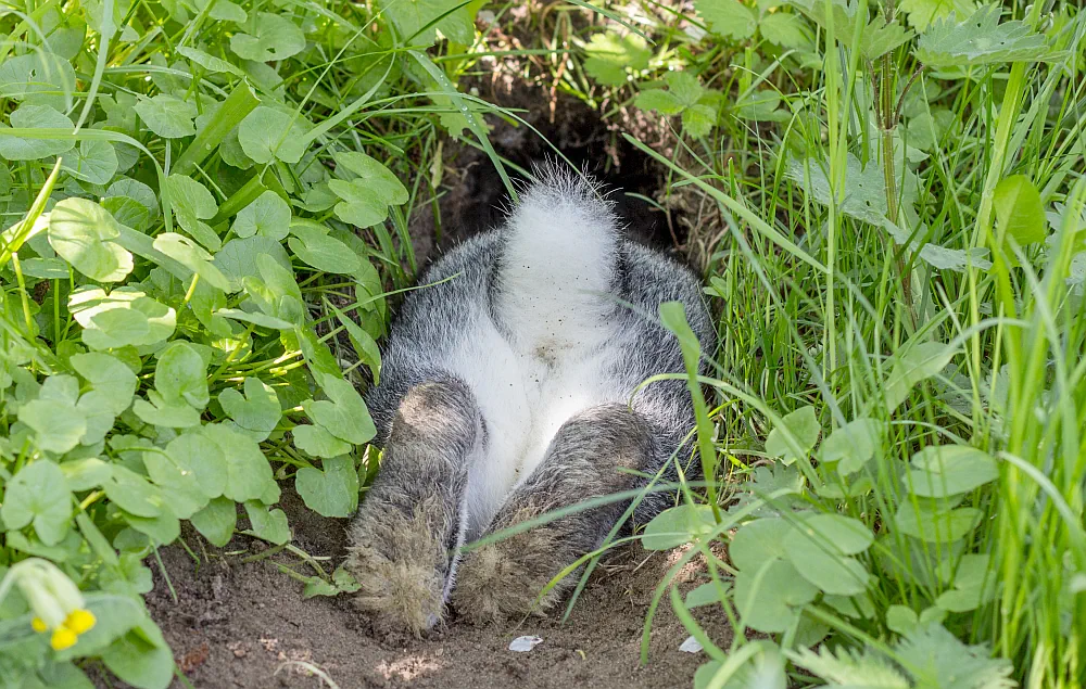 rabbit disappearing into its burrow