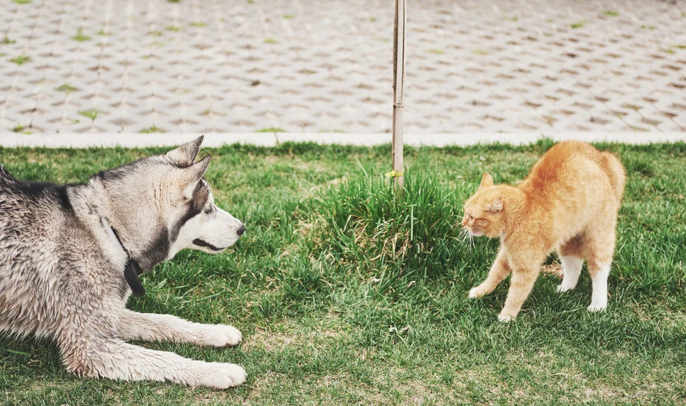 Dog meets cat: the dog play-bows, the cat arches its back.