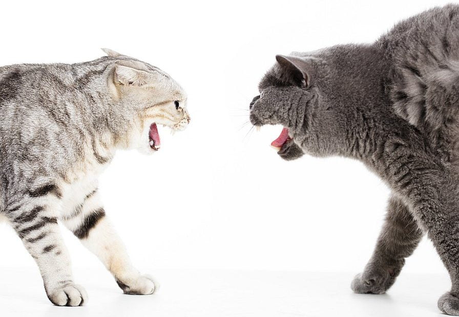 cats facing off