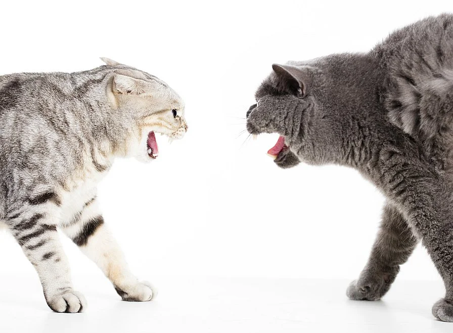 two cats squaring up to fight