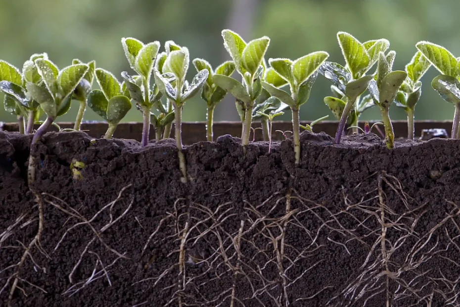 cross section of seedlings in earth