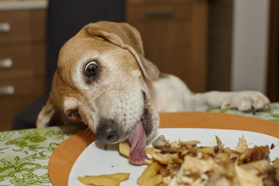 dog stealing food from table