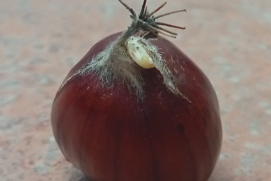 chestnut sprouting