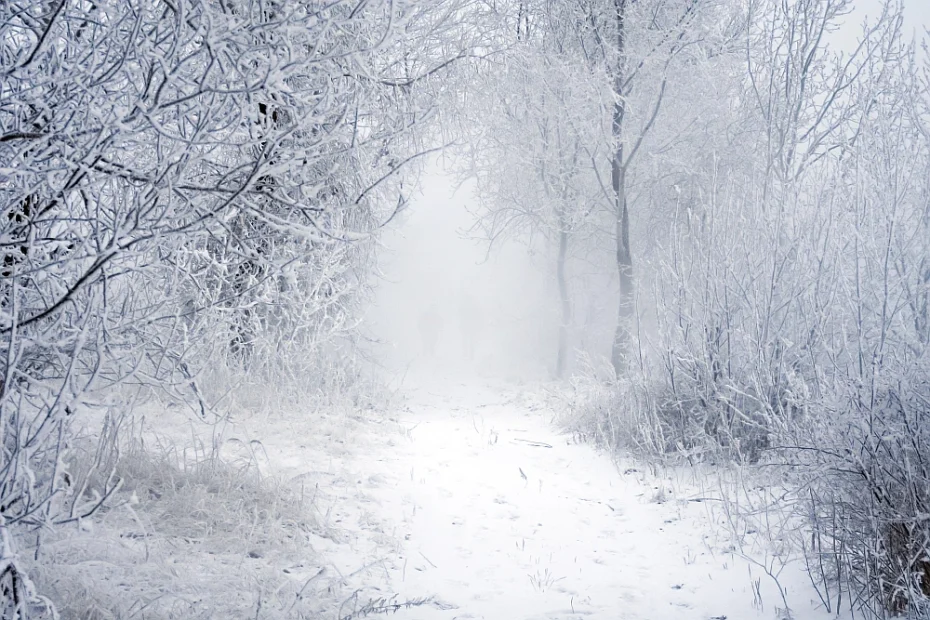 snowy woods in fog