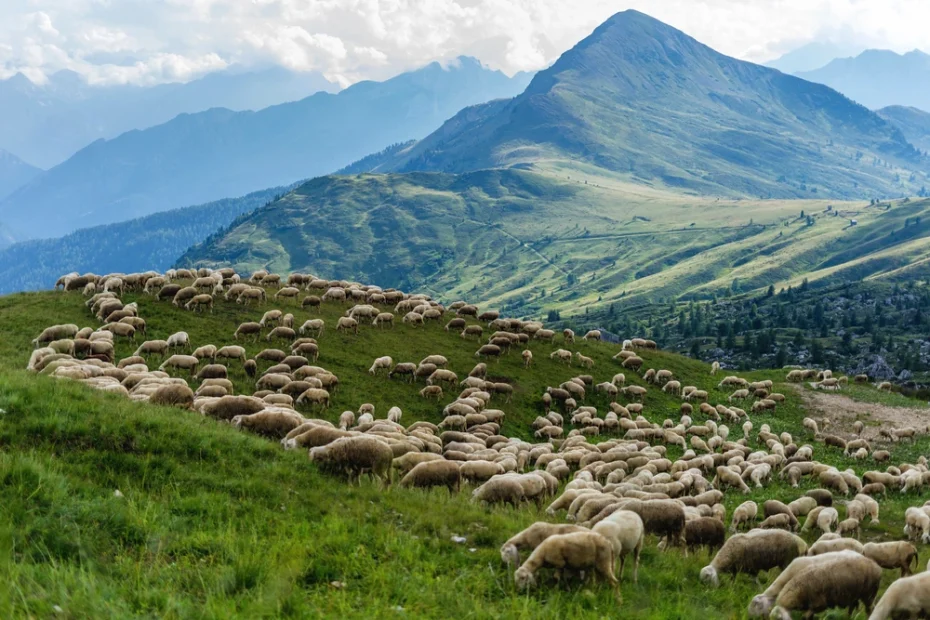Flock of sheep in mountain landscape