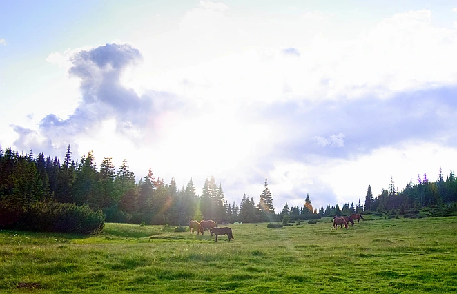 sunlit pasture with horses