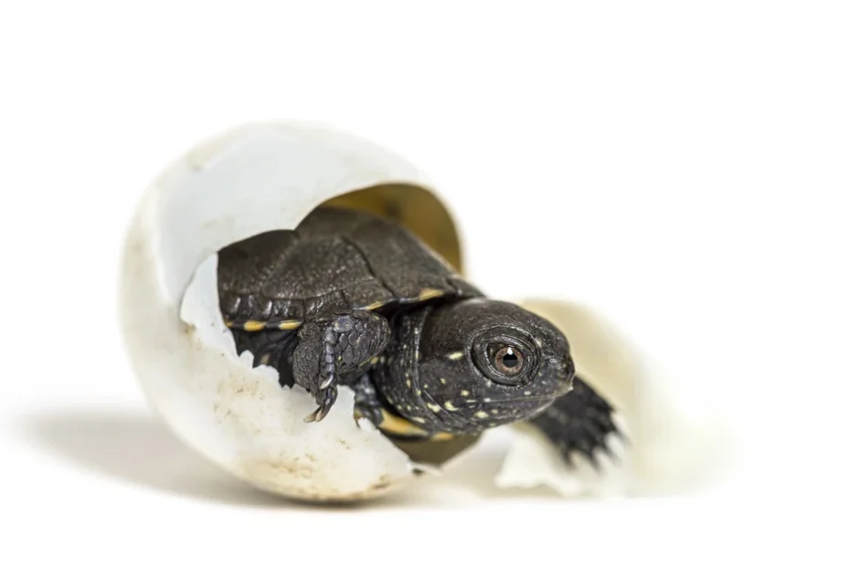 turtle hatching from egg