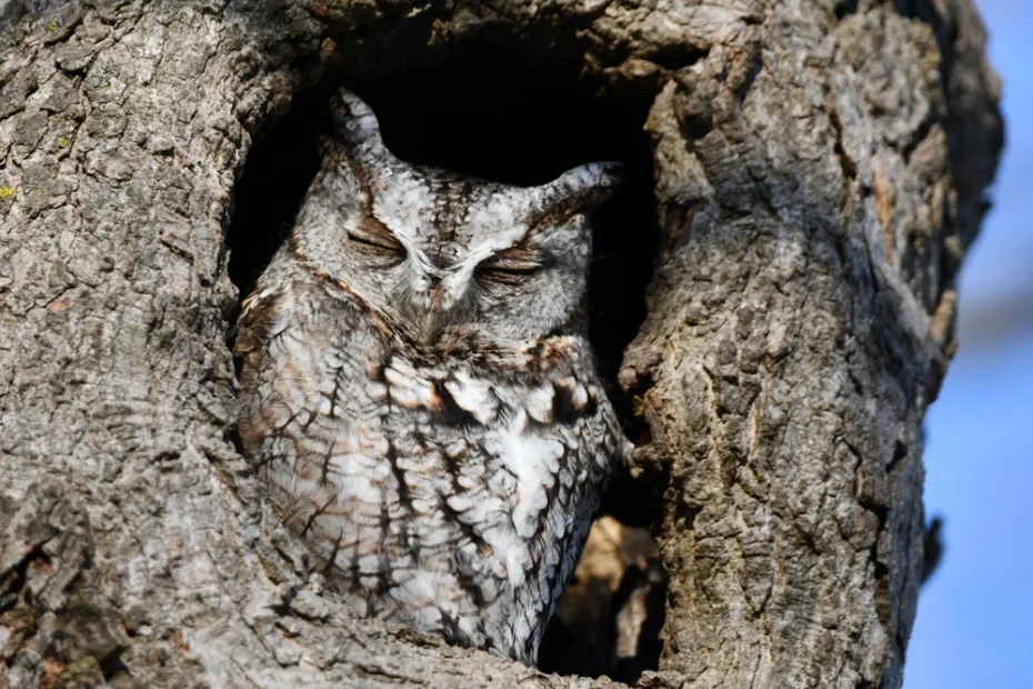 sleeping owl