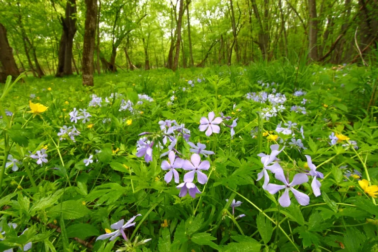 spring flowers carpeting deep green woodland