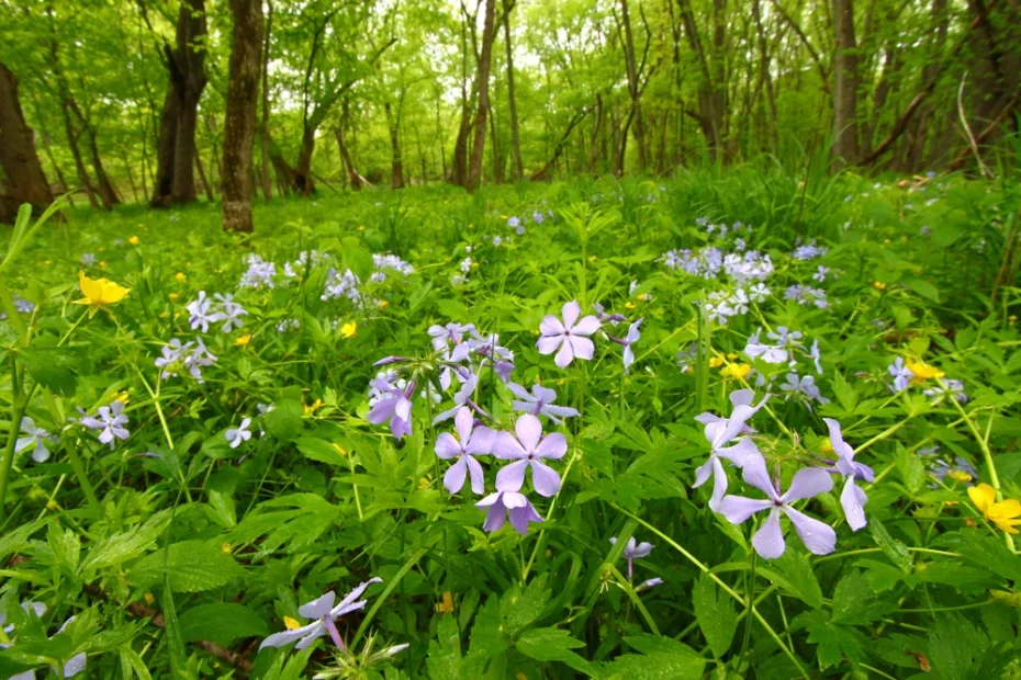 spring flowers carpeting deep green woodland