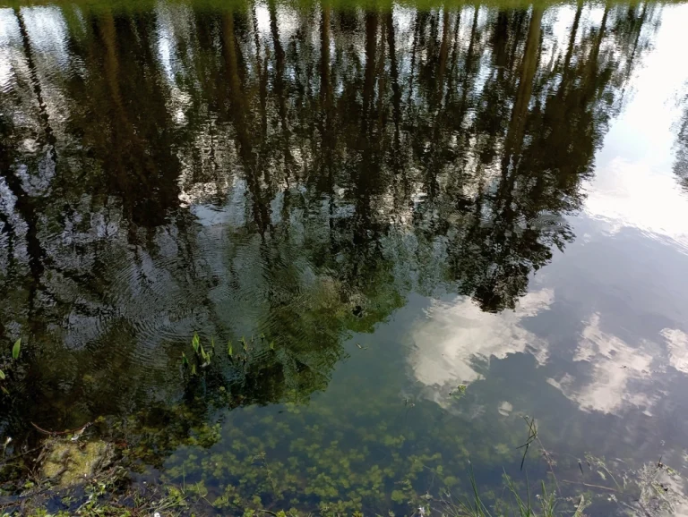 deep reflections in the pond