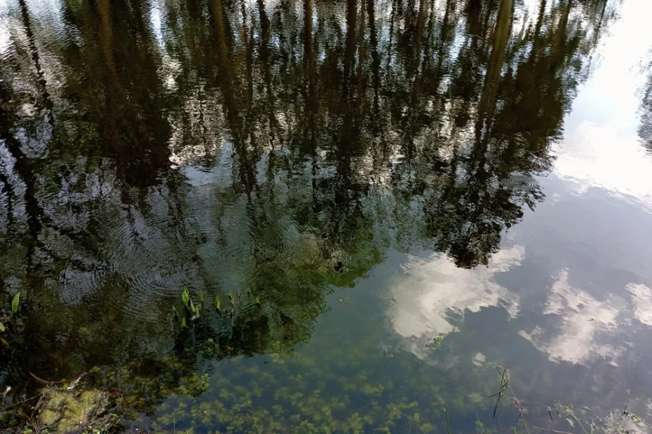 deep reflections in the pond